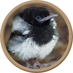 Magpie chick