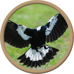 Magpie Flock Queen