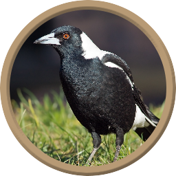 Magpie